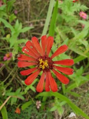 close up pink flower in nature