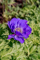 Poppy Anemone (Anemone coronaria) in garden