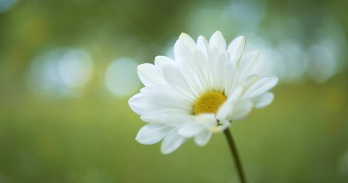 Single white daisy in soft focus swaying in the breeze.