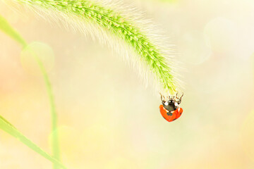 Ladybug sits on a ear of wild grass on an abstract defocused light background. The insect looks straight ahead.