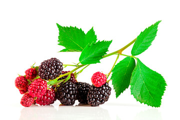 Branch blackberry with leaves (Rubus fruticosus), isolated with shadow on white background.