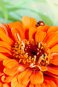 One ladybug sits on the petal of an orange Zinnia flower. Closeup, vertical photo.