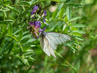 Thorn butterfly on a clover flower on a blurred background of a glade. Background of wildlife.