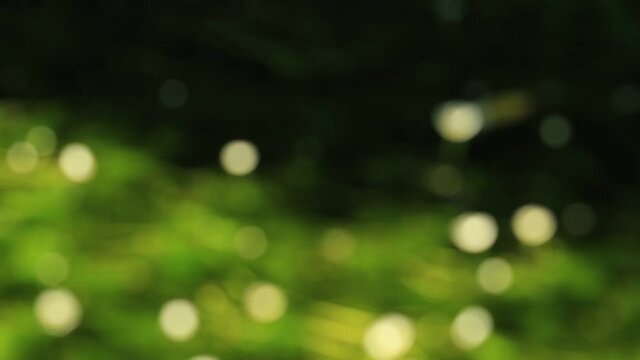 水辺に咲く夏の花、梅花藻（フォーカスイン）