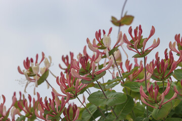 Honeysuckle plant flowering.