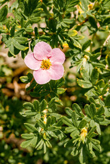 Bush Cinquefoil (Potentilla fruticosa) in garden