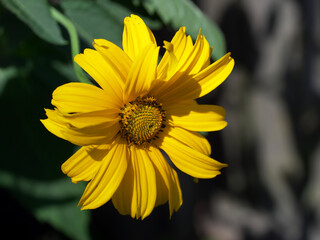 A single mountain arnica flower, close-up. Arnica is also known by the names mountain tobacco,...