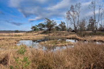  Asselsche heide, Veluwe, Gelderland Province, The Netherlands