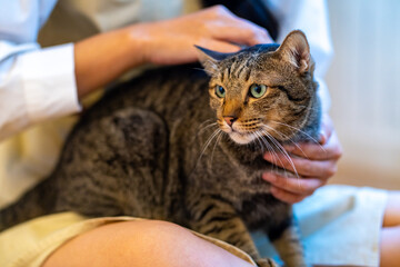 Young Asian woman sitting on floor playing and stroking adorable cat with happiness. Pretty girl enjoy indoor lifestyle with friendly cat at home. Pet and owner friendship and relationship concept © CandyRetriever 