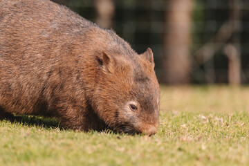 Common Wombat, Kangaroo Valley NSW, Australia.