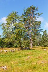 Fototapeta na wymiar Big trees on a sunny meadow