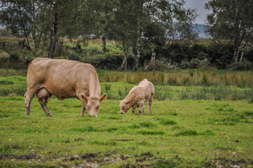 Cow and calf grazing on a grass field