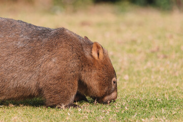 Common Wombat, Kangaroo Valley NSW, Australia.