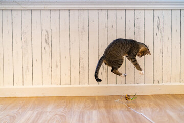 Cute kitten cat comfortable playing cat toy and jumping around the room in summer afternoon with...