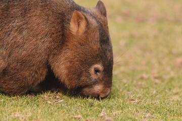 Common Wombat, Kangaroo Valley NSW, Australia.