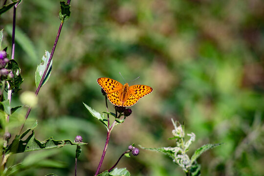 Schmetterling, gro&szlig;er Perlmuttfalter