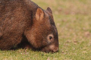 Common Wombat, Kangaroo Valley NSW, Australia.