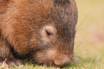 Common Wombat, Kangaroo Valley NSW, Australia.