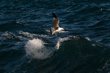 Obraz premium Seagul trying to grab the food in the sea waves, summer moments.