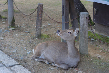 ある晴れた日の奈良公園での鹿