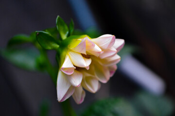 pink and white flower