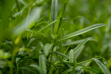 Fototapeta na wymiar green grass with dew drops