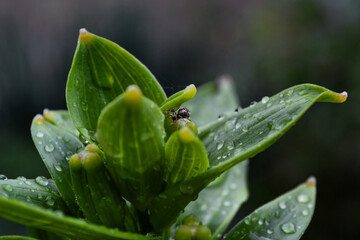 dew and small spider on a leaf