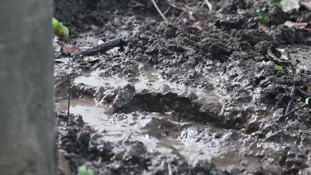 Feet in mud close-up Foot in the dirt and brown soaked soil
