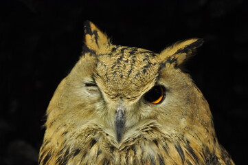 Owl blinking