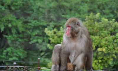 Monkey sitting on a log