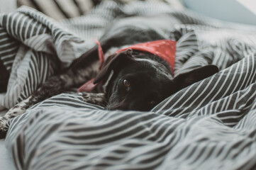 Dog relaxing - 2 © paulina