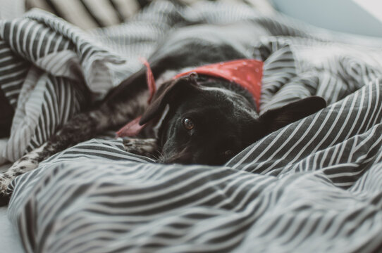 Dog relaxing - 2