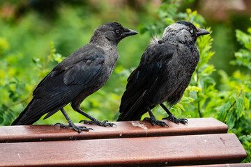 Krähen