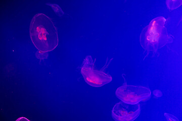 Naklejka na ściany i meble jelly fish in aquarium