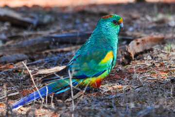 Mulga Parrot