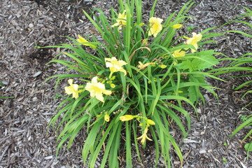 spring flower in the garden