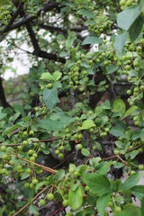 green leaves in the sun