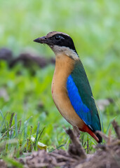 Blue-winged Pitta on green background.
