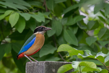 Blue-winged Pitta on green background.