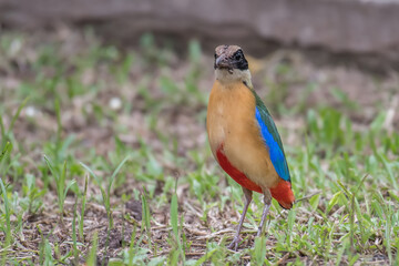 Blue-winged Pitta on green background.