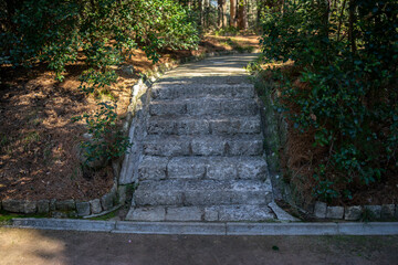 concrete road in a pine forest, island of rab, northern mediterranean, croatia