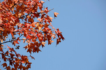 カエデの紅葉