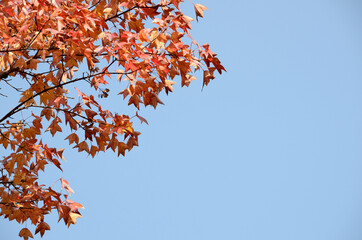 カエデの紅葉