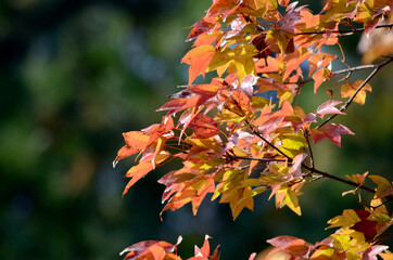 カエデの紅葉