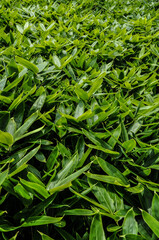 Fototapeta na wymiar Green long thin leaves pattern