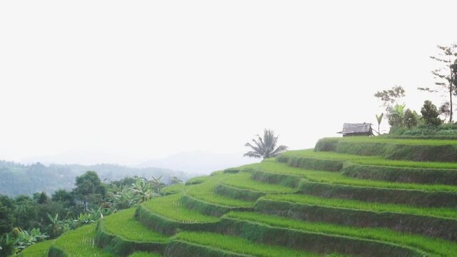 BANTEN, INDONESIA - MEI 28, 2021 : A Terraced Rice Field in high Mountain during the daylight at Banten, Indonesia