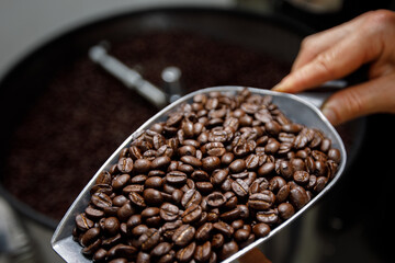 hand holding a probe of fresh roasted coffee beans