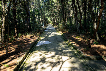 Obraz premium concrete road in a pine forest, island of rab, northern mediterranean, croatia
