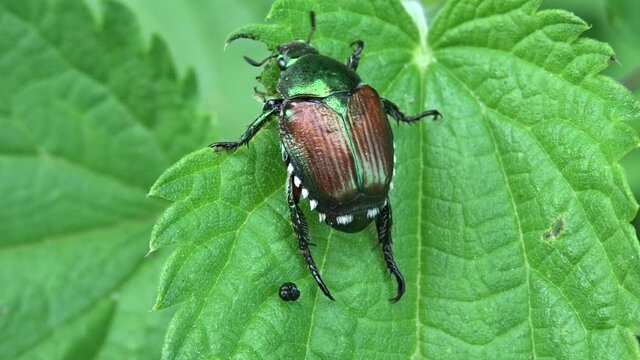 Popillia japonica
