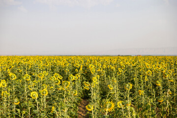 Fototapeta premium Sunflower field in July in sunny day